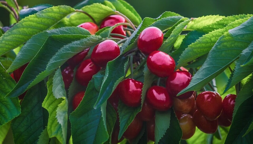 La variedad Santina se proyecta como la más exportada para la temporada.