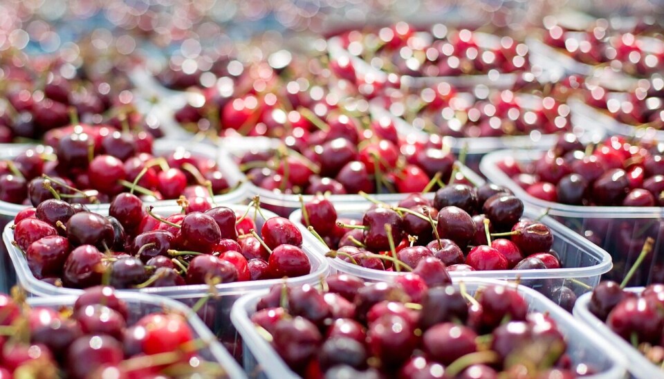 Una serie de desafíos se plantearon los exportadores de cerezas para el 2025-2026.