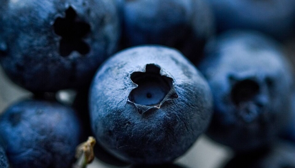 Chile es el segundo mayor exportador del hemisferio sur.