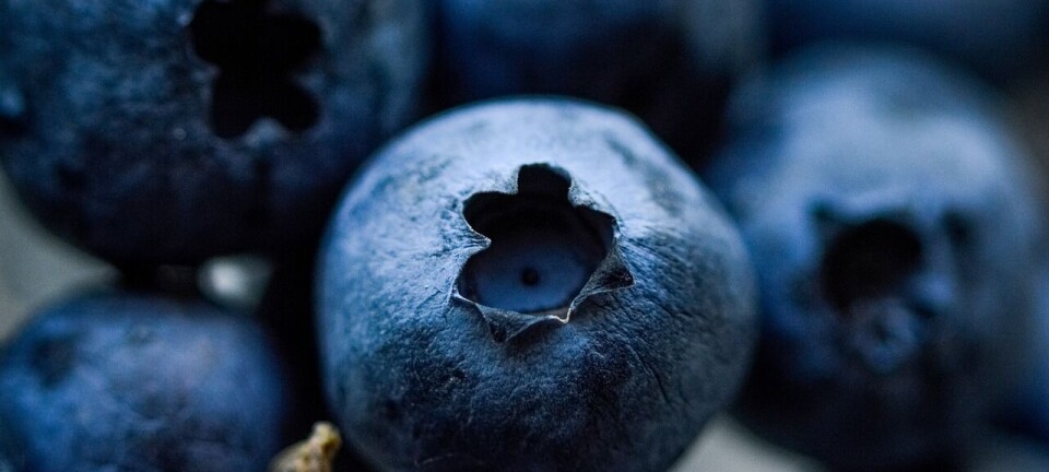 Exportaciones de arándanos en el hemisferio sur mostraron un alza del 28% durante la temporada