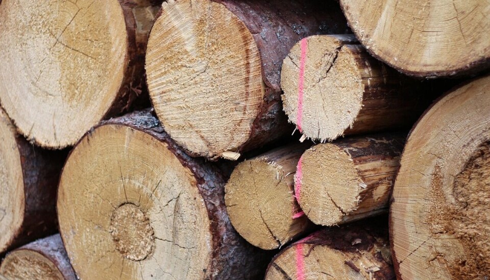 Chile posee más de 2 millones de hectáreas plantadas.