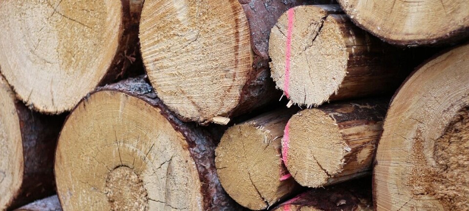 Abren oportunidades para exportaciones de las empresas del sector forestal en Colombia