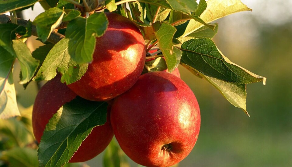 Las manzanas son uno de los productos con mejor llegada en el mercado brasileño.