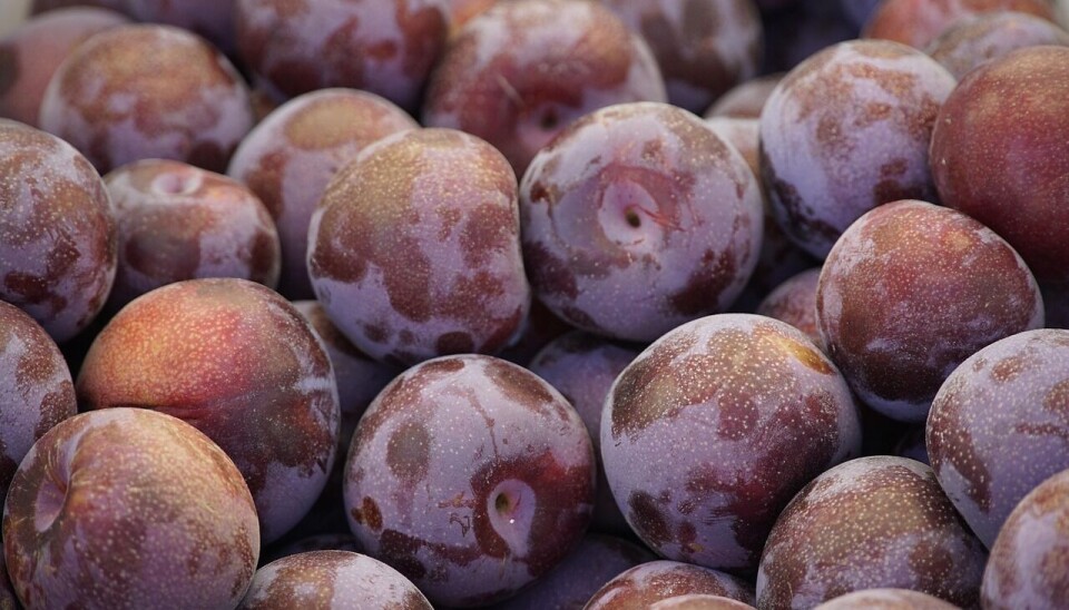 El mercado coreano es estratégico para la exportación de esta fruta.