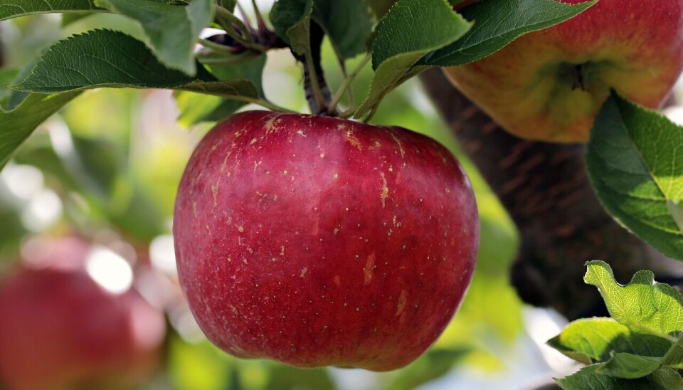 Chile es el principal proveedor de manzanas para la Unión Europea.