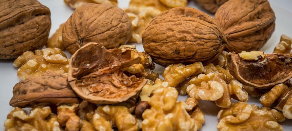 Exportaciones de nuez chilena suben 15% con impulso del mercado europeo y árabe