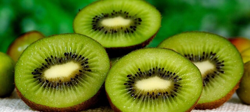 Industria del kiwi cierra temporada con proyección de 140 mil toneladas