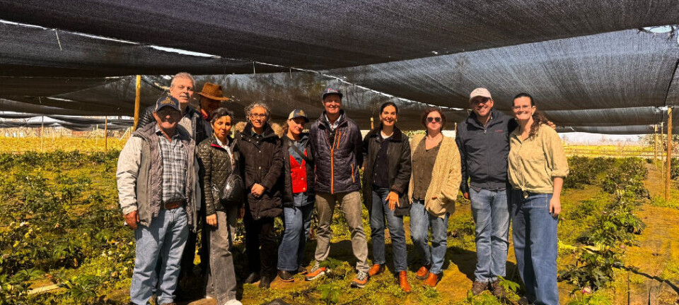 Región de O’Higgins recibe importadores de Brasil y EE.UU. para impulsar peonías