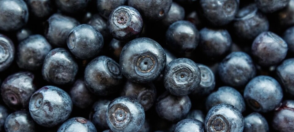 Industria mundial de arándanos acelera crecimiento con foco en innovación y logística