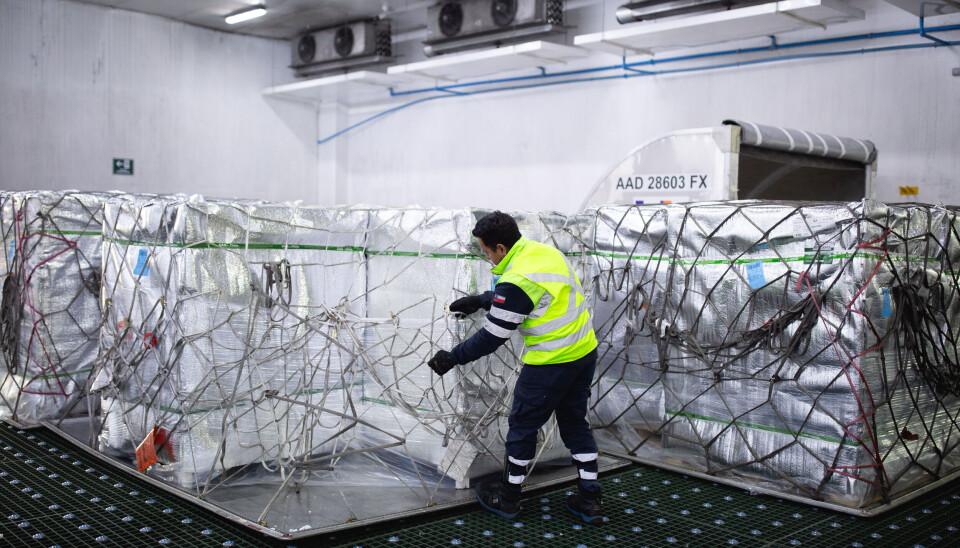 Las cerezas concentraron el 85% del total exportado en la pasada temporada.