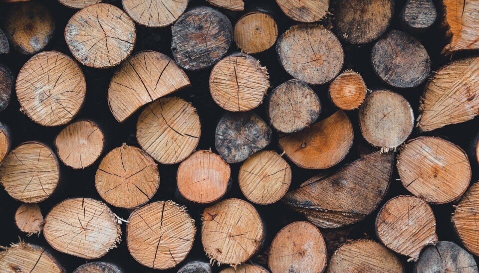 El sector forestal lideró los envíos con US$ 324 millones, registrando un crecimiento de 68%.
