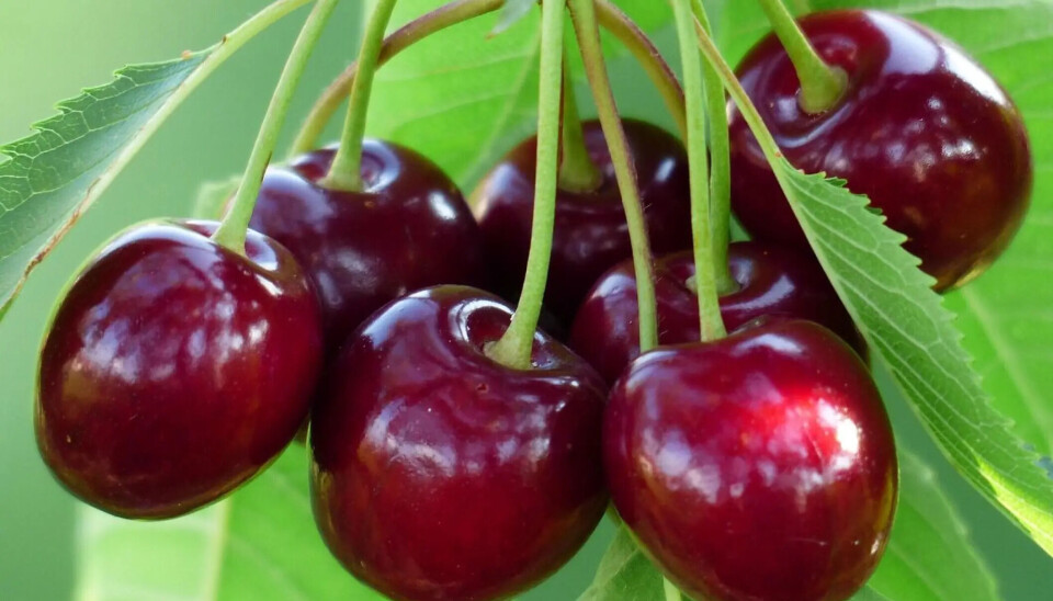 'Tenemos que tener el mejor producto y la mejor experiencia de consumo', señaló Frutas de Chile.