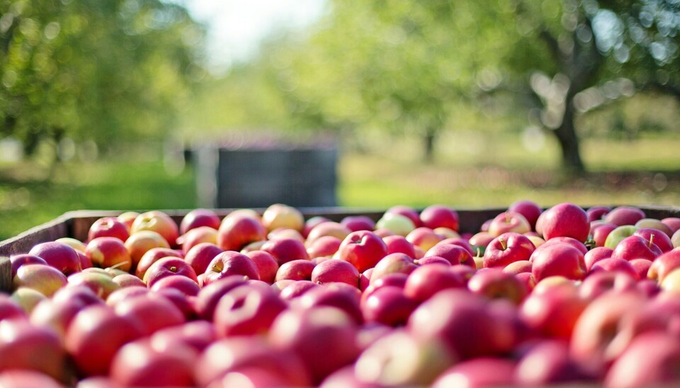 Exportaciones de manzanas chilenas caerían 9% en 2026