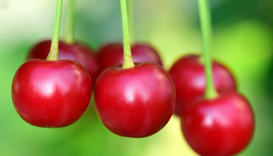 Calidad y logística marcarán la nueva etapa de la industria chilena de la cereza